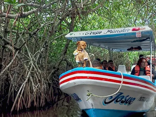 Lancha Josué navegando entre las raíces del manglar en Tecolutla