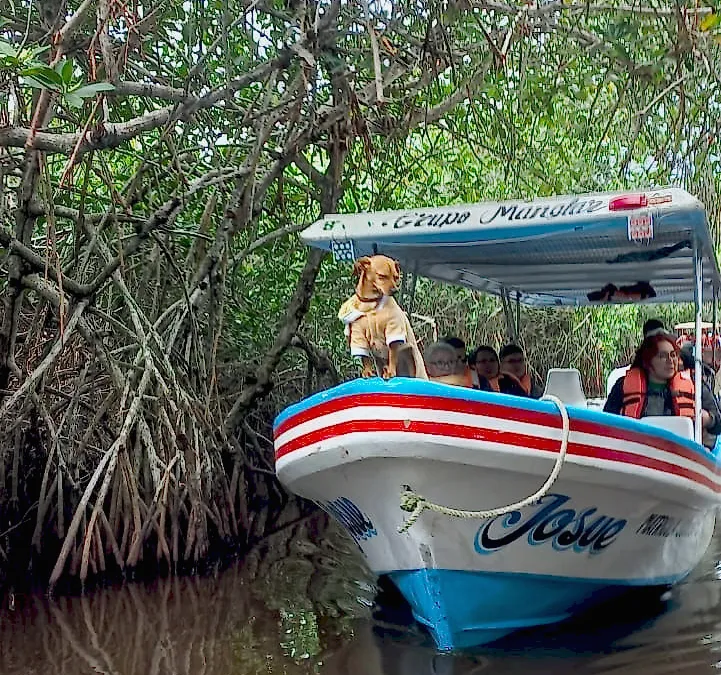 Lancha Josué navegando entre las raíces del manglar en Tecolutla