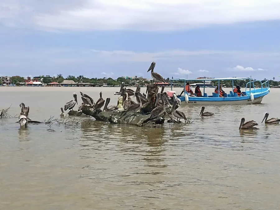 Pelícanos posados sobre un tronco en el río Tecolutla, con una lancha al fondo