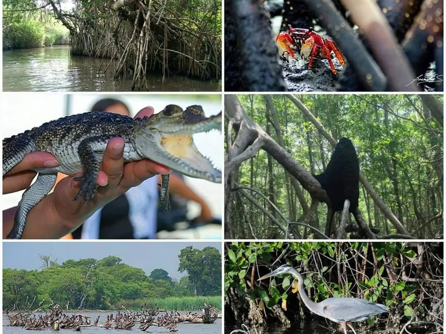 Fauna del recorrido: cocodrilo, garza, cangrejo rojo y aves del manglar