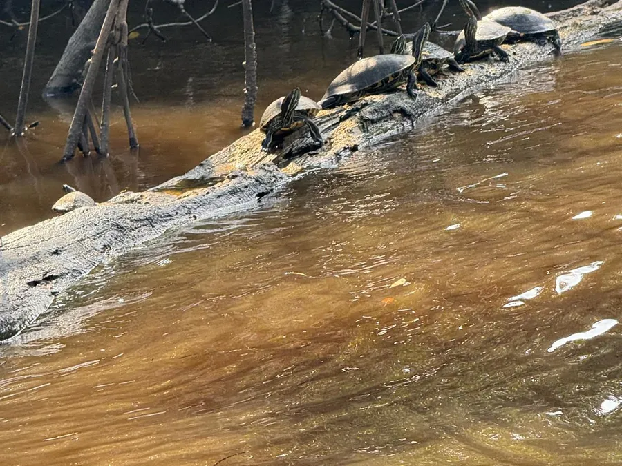 Grupo de tortugas asoleándose sobre un tronco en los esteros de Tecolutla