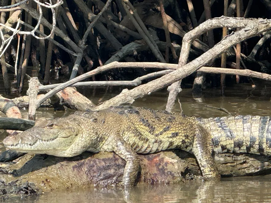 Cocodrilo de cerca entre las raíces del manglar en el recorrido de Lancha Santy