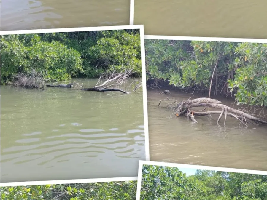 Vistas del recorrido por los canales y la vegetación del manglar de Tecolutla