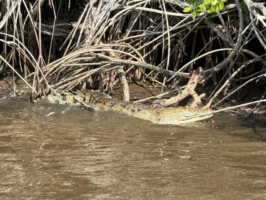 Cocodrilo asoleándose a la orilla del estero durante el recorrido