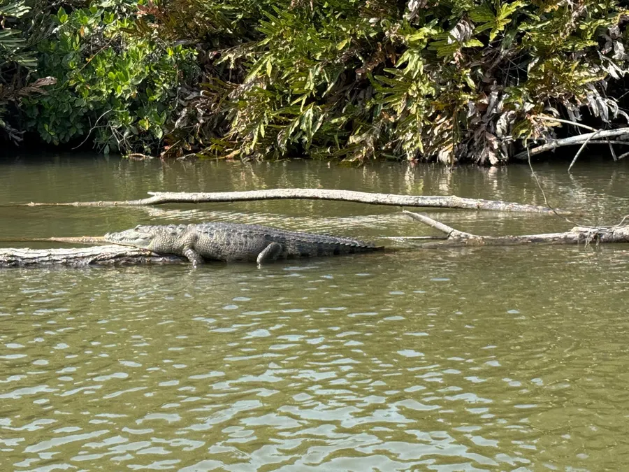 Cocodrilo joven sobre ramas en el agua de los esteros de Tecolutla