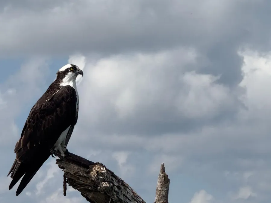 Águila pescadora posada en una rama seca durante el recorrido