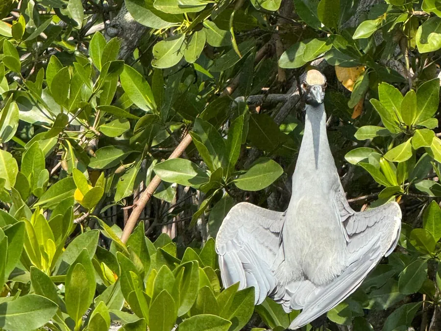 Garza con las alas extendidas entre el manglar